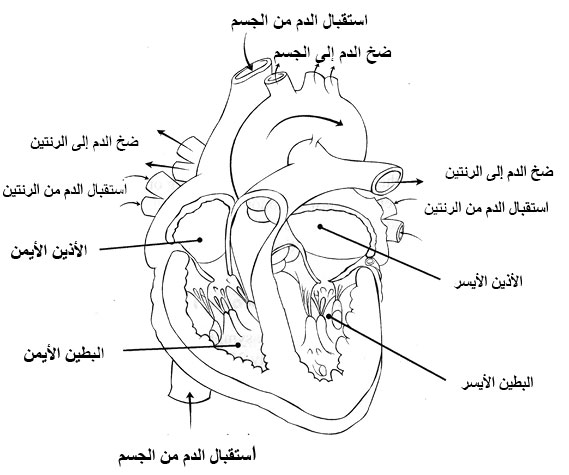 القلب المختلفة والاتجاه الذي يسلكه الدم