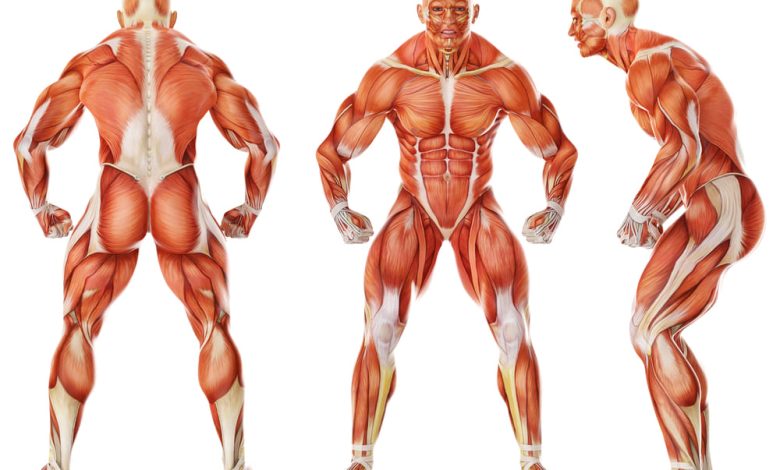 عضلات جسم الانسان
