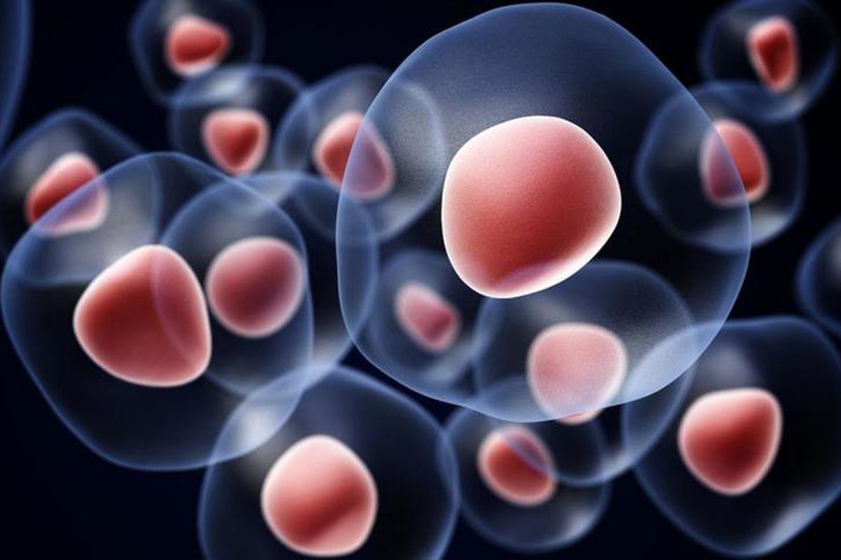 أهم فوائد الخلايا الجذعية