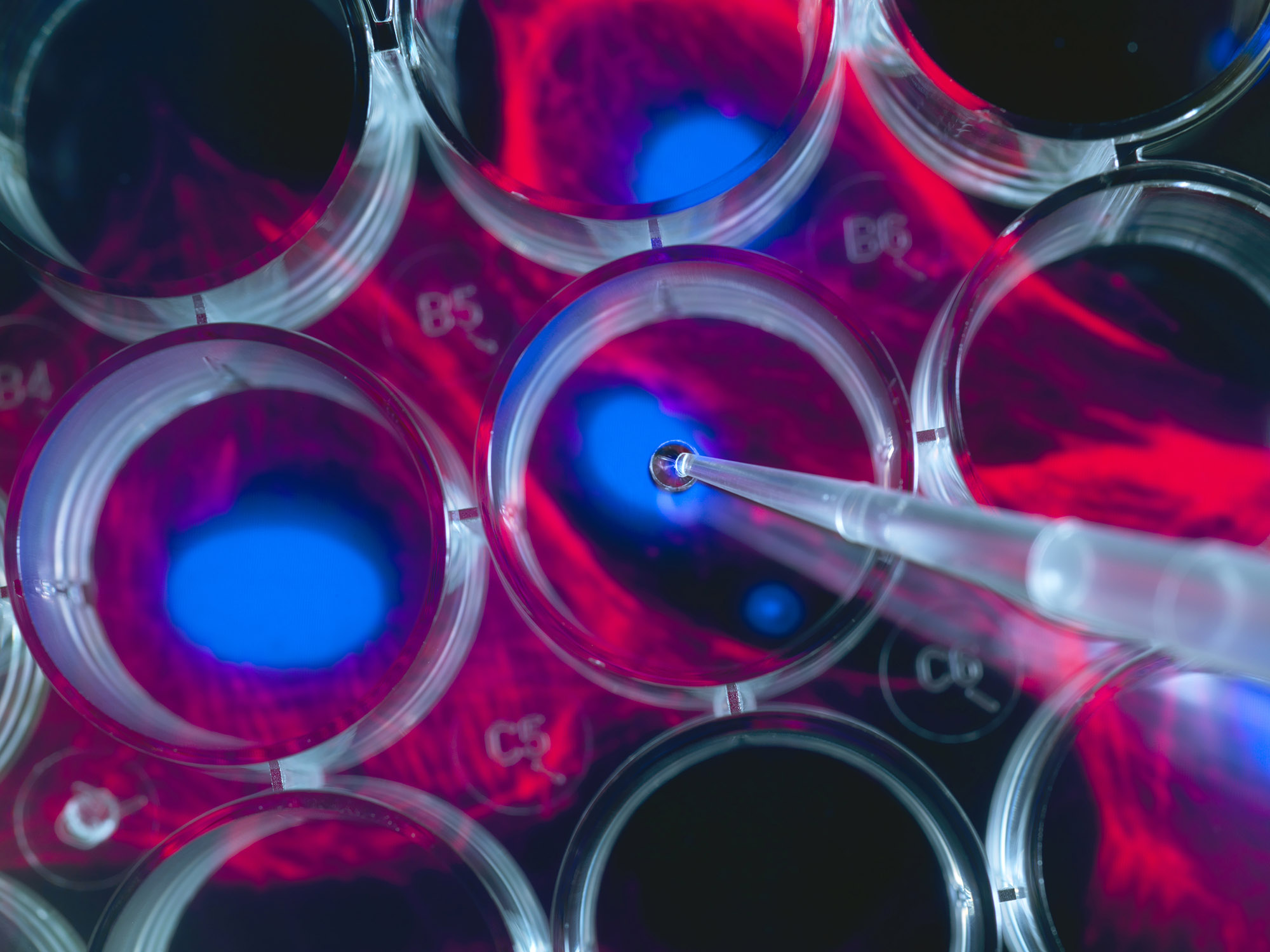 استكشف كيفية زراعة الخلايا الجذعية
