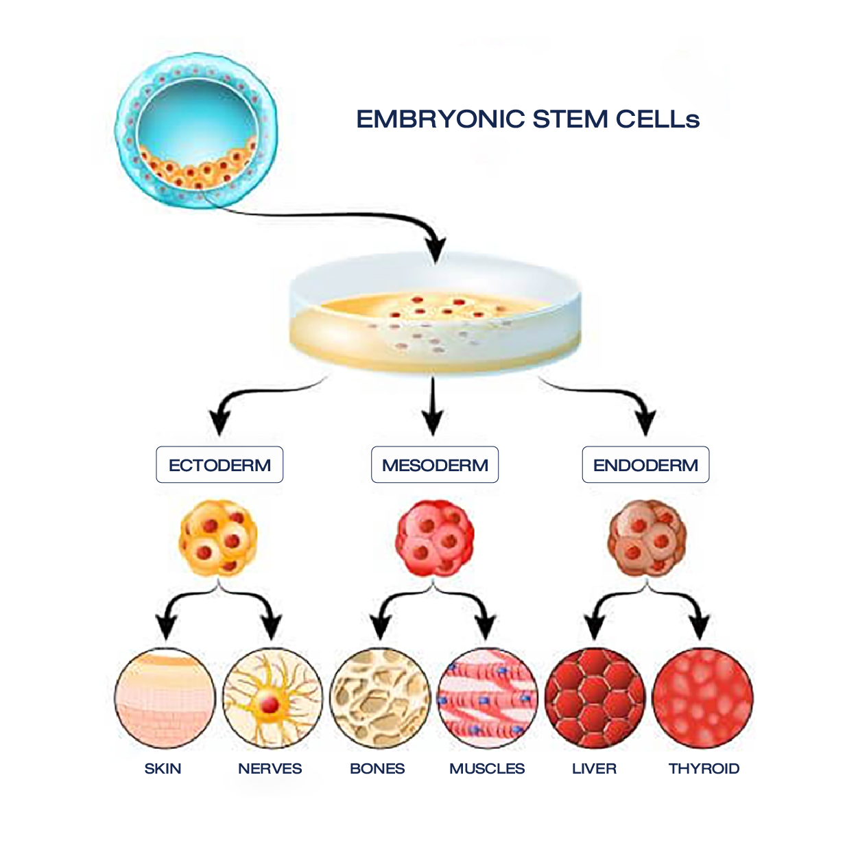 الخلايا الجذعية وأنواعها 