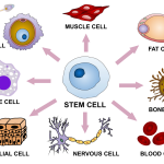 الخلايا الجذعية الجنينية
