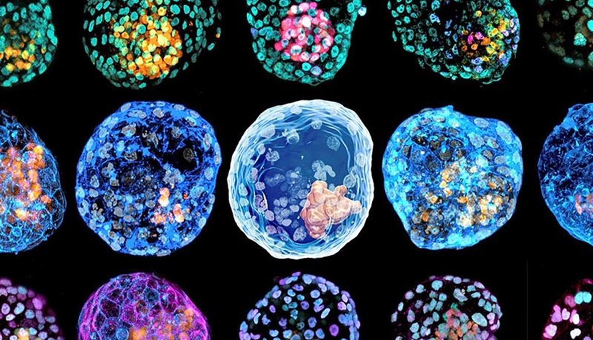 الخلايا الجذعية الجنينية