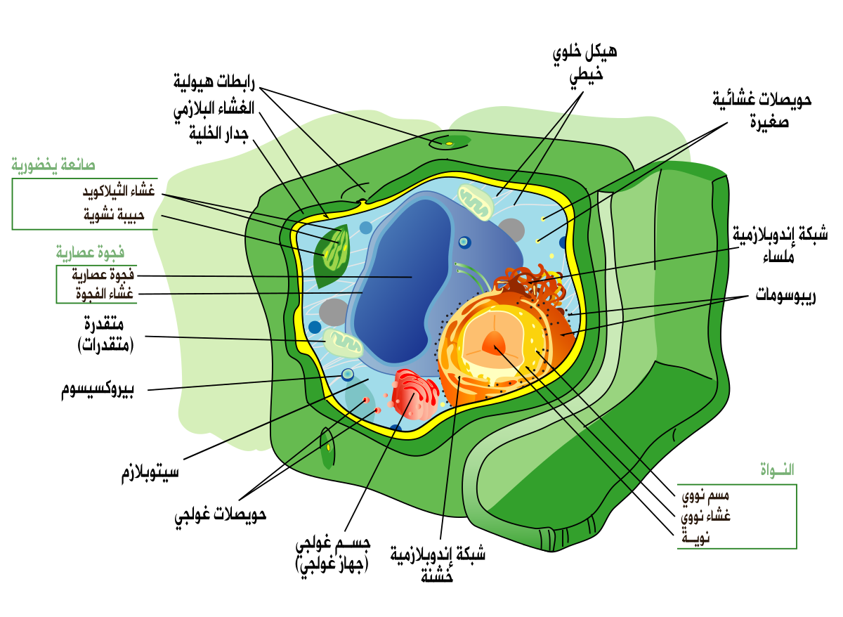 الخلايا الجذعية النباتية